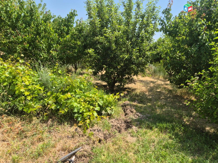 Տնամերձ Հողատարածք