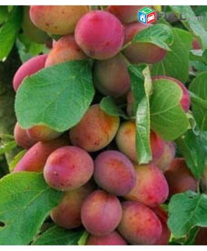 Սալոր