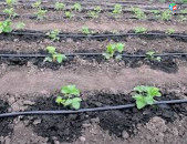 Շլանգ կաթիլային10սմ 8միլ/ Շելավո/ջերմոց/այգի /ոռոգում/ katilayin shlang / katilain lent / ոռոգում / ջերմոց / այգի / капельные системы / կաթիլային սիստեմ