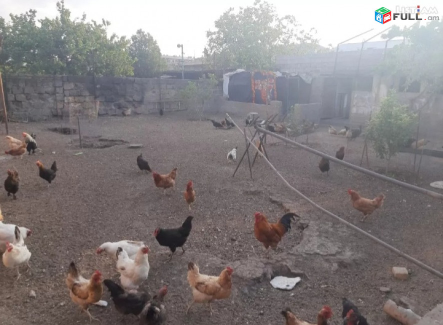 Շտապ 
