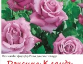Maglcox varder  elf Роза плетистая Эльф ծաղիկների մեծ տեսականի. Մոտ 800 տեսակ