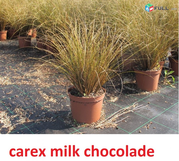 carex bronze ծաղիկների մեծ տեսականի. Մոտ 800 տեսակ