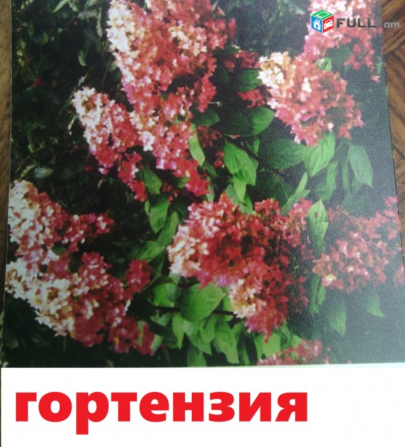 GORTENZIA մեծ տեսականի GORTENZIA