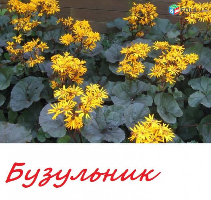 бузульник ծաղիկներ, վարդեր՝մագլցող և սովորական,թփեր, խոտեր,տնկիներ