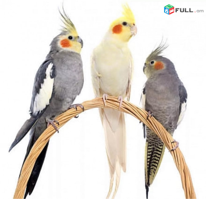Karella korella karelia karelya karellya karrelia eg u vordz tutak tutakner Կառելլա կոռելլա կառելա կոռելա կառելյա կոռելյա տարբեր գույների, չախալ, չիլ, սպիտակ, սեռի, դեղին, զանգեք