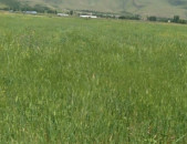 Վարելահող