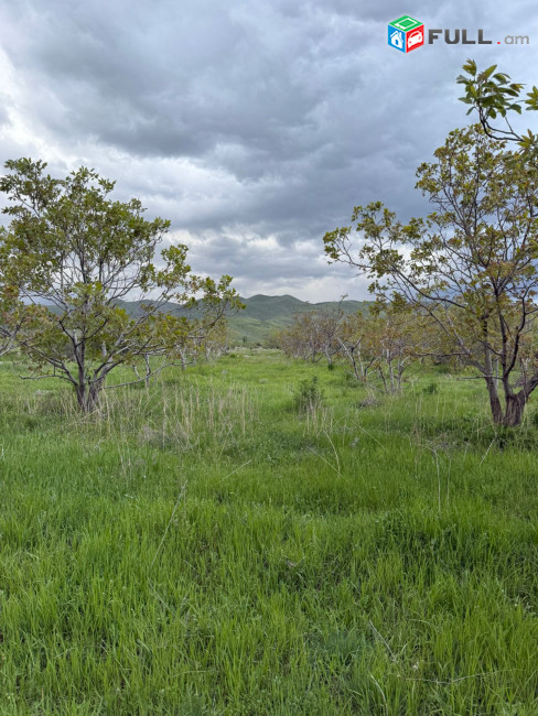 Պտղատու ընկուզենու այգի