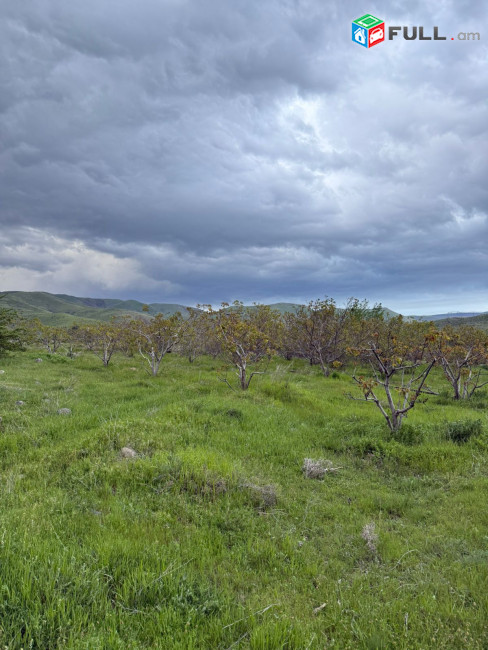 Պտղատու ընկուզենու այգի