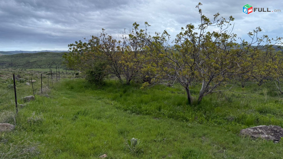 Պտղատու ընկուզենու այգի