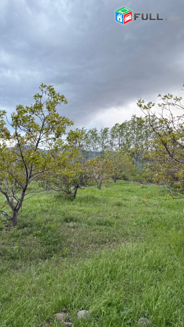 Պտղատու ընկուզենու այգի
